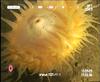 Bolocera anemone