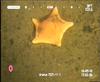 Cushion star - Ceramaster granularis