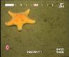 Cushion star - Hippasteria phrygiana