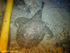Monkfish