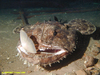 Monkfish