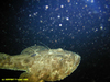 Monkfish