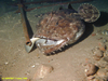 Monkfish