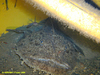Monkfish