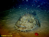 Monkfish