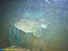 Monkfish
