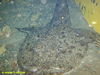 Monkfish