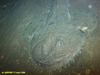 Monkfish
