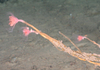 Tubularia