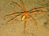 Colossendeis proboscidea