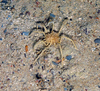 Nymphonid