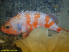 Black bellied rosefish