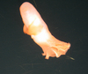 Cirrate octopus