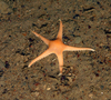 Pontaster tenuispinus