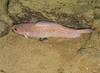 Gaidropsarus argentatus