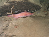 Gaidropsarus argentatus