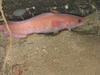 Gaidropsarus argentatus