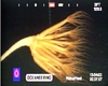 Umbellula sp