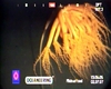 Umbellula sp