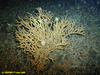 Sponge Antho dichotoma