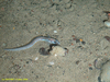 Juvenile eelpout