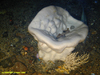?Geodia sp.