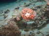 Gorgonocephalus caputmedusae