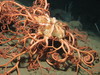 Gorgonocephalus sp.