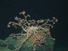 Gorgonocephalus caputmedusae
