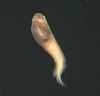 Careproctus sp.