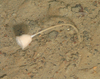 Hyalonema sp.?