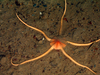 Ophioscolex glacialis