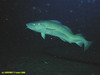 Cod