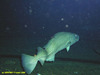 Cod
