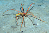 Colossendeis proboscidea