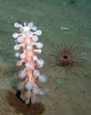 Chondrocladia gigantea and a cerianthid anemone