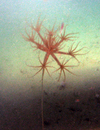 Umbellula sp