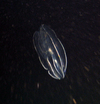 Ctenophore