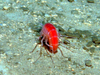 Amphipod