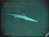 Rhinochimaera