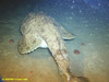 Monkfish