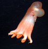 Cirrate octopus