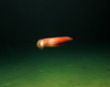Cirrate octopus