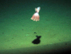 Cirrate octopus