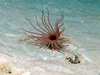 Cerianthid