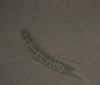 Polychaete
