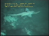 Rhinochimaera