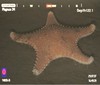 Hippasteria