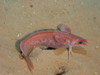 Gaidropsarus argentatus