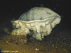 Geodia ?atlantica